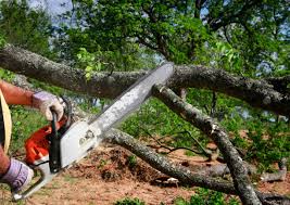 Why Choose Our Tree Removal Services in North Haverhill, NH?