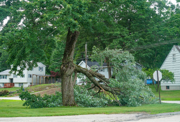 Tree and Shrub Care in North Haverhill, NH