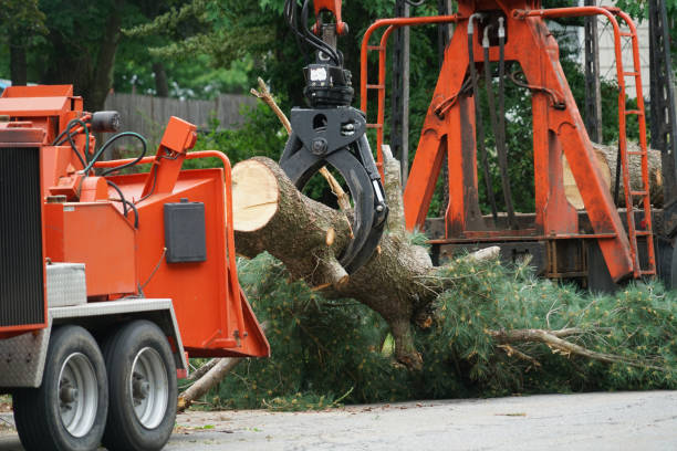 Professional  Tree Services in North Haverhill, NH